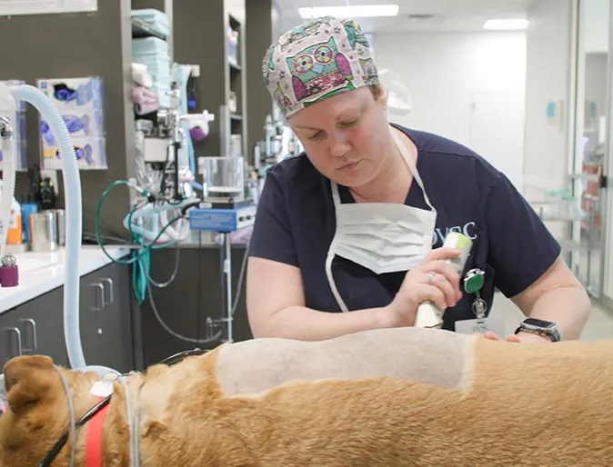 Female staff member prepping a dog for surgery